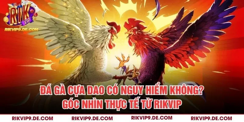 Đá gà cựa dao có nguy hiểm không
