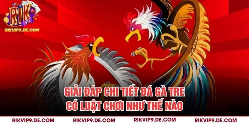 Giải đáp chi tiết đá gà tre có luật chơi như thế nào