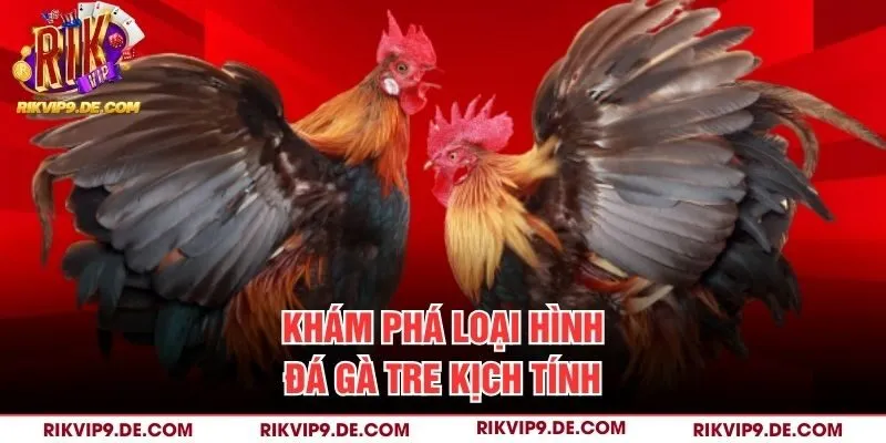 Khám phá loại hình đá gà tre kịch tính